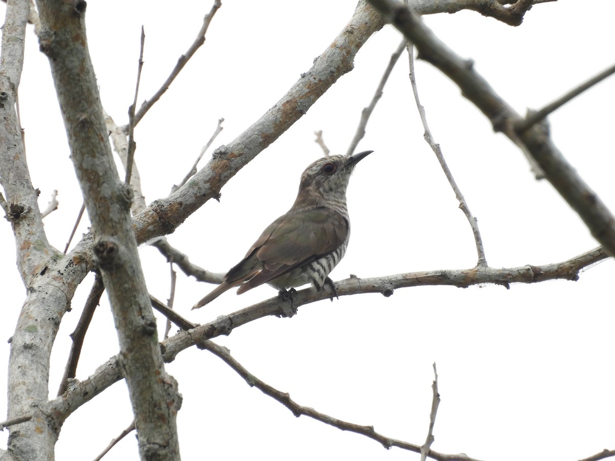 Little Bronze-Cuckoo - ML641480086