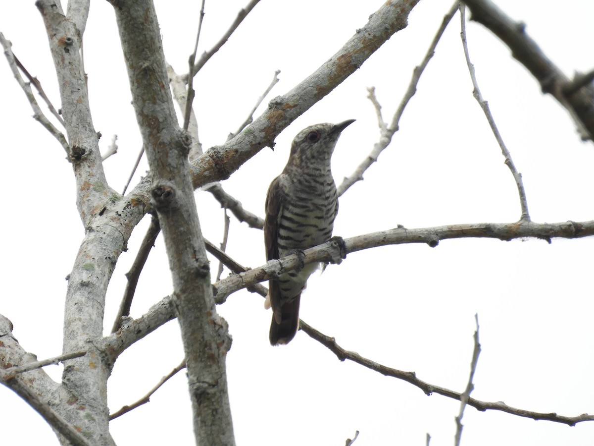 Little Bronze-Cuckoo - ML641480087