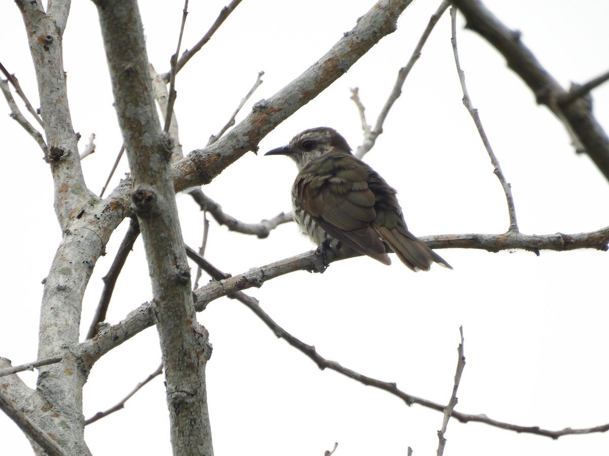 Little Bronze-Cuckoo - ML641480088