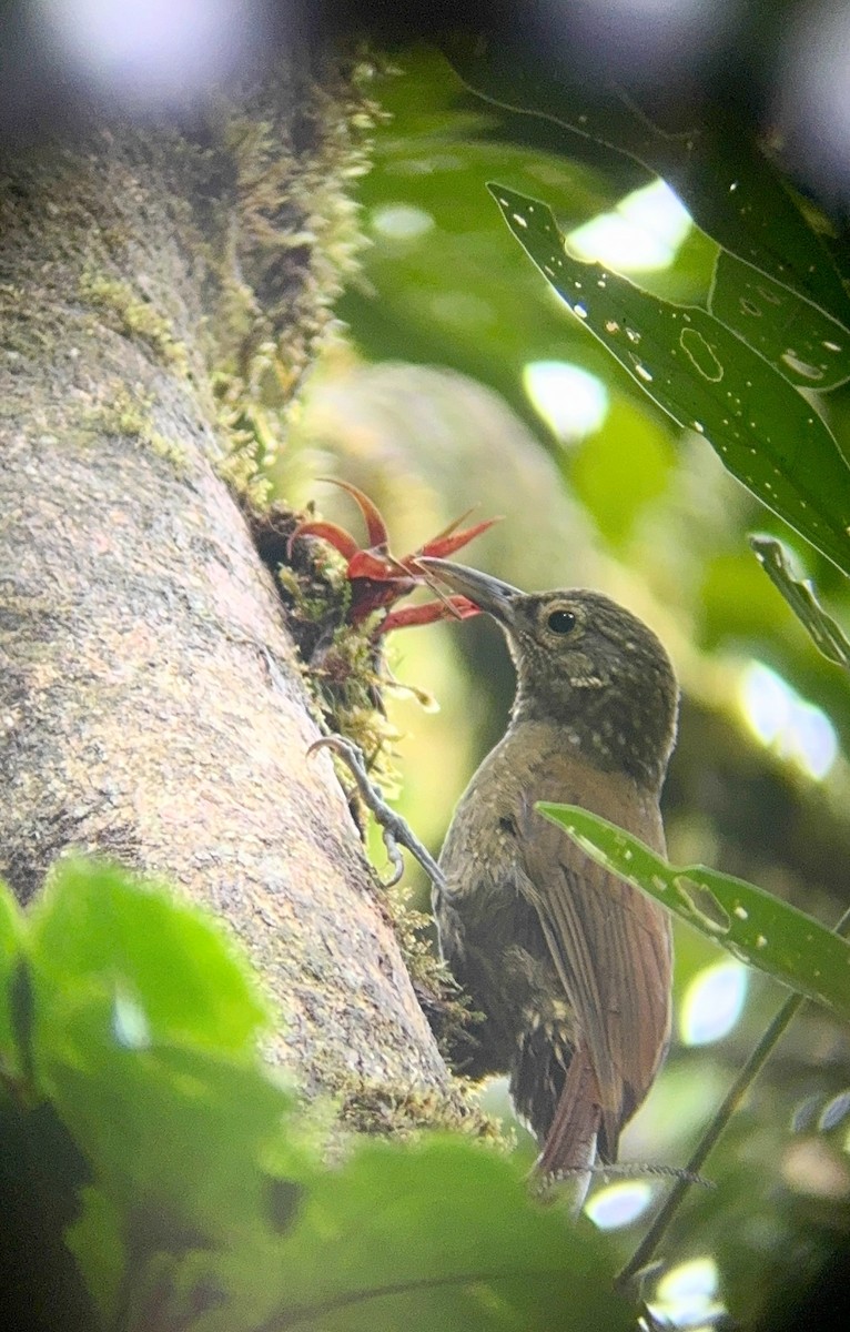 Spotted Woodcreeper - ML641480097