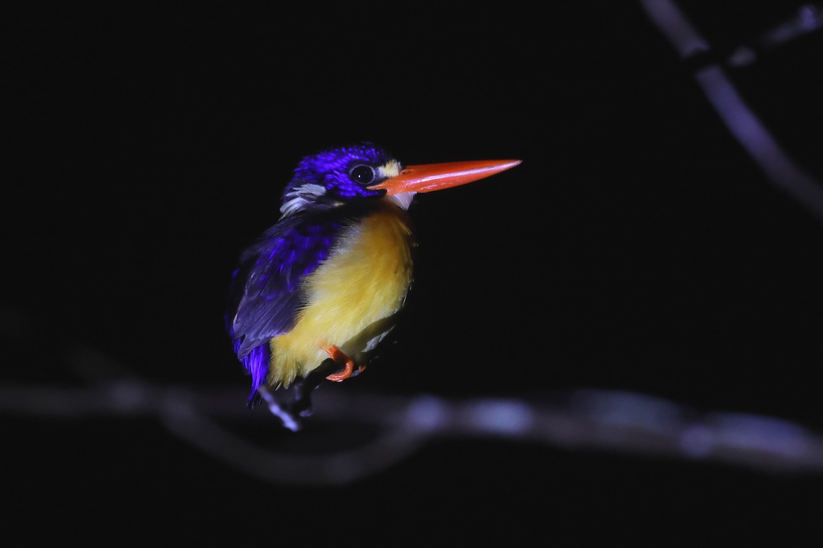 Martín pigmeo de las Molucas (uropygialis) - ML641480100