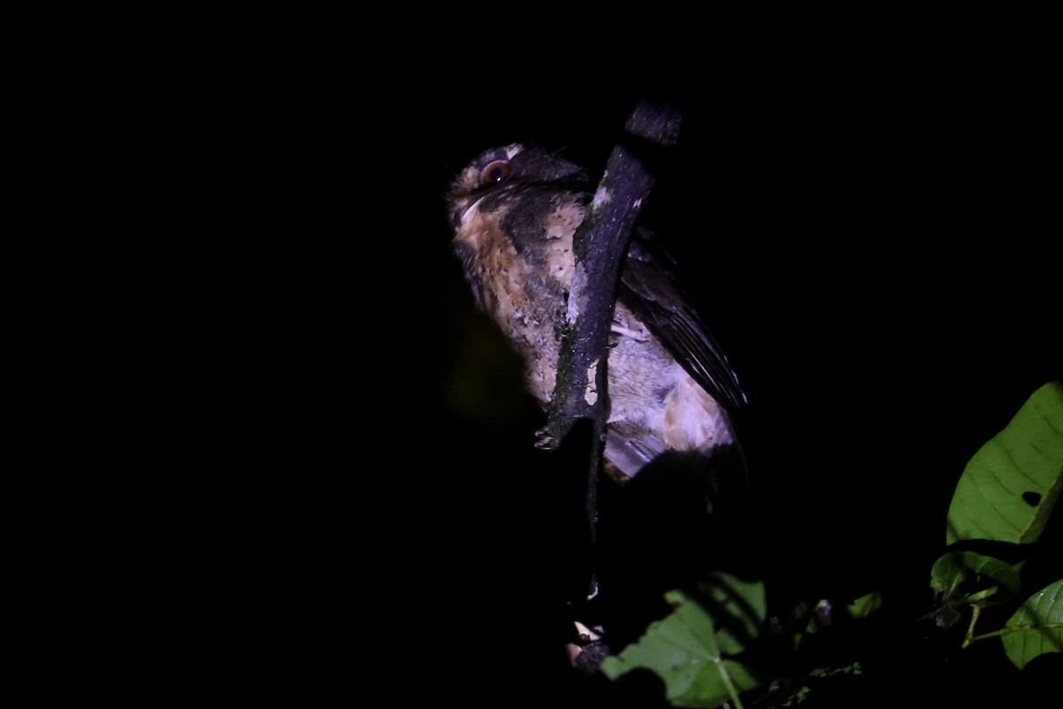 Moluccan Owlet-nightjar - ML641480102