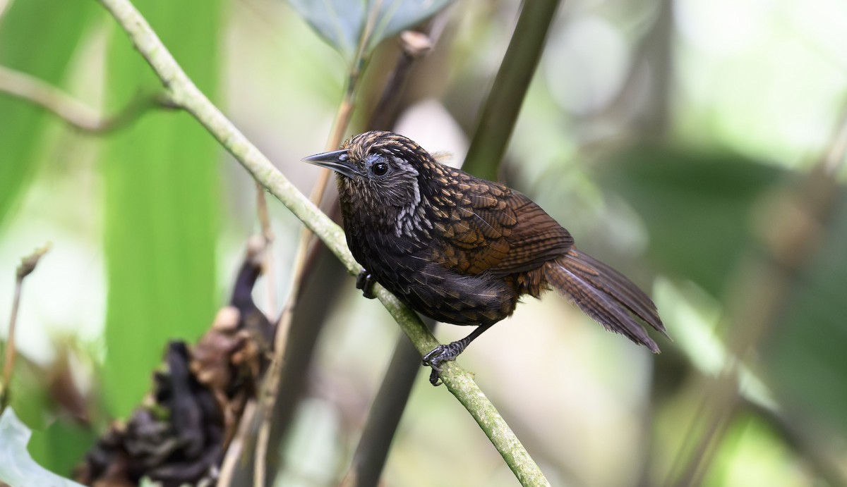 Sikkim Wedge-billed Babbler - ML641480113