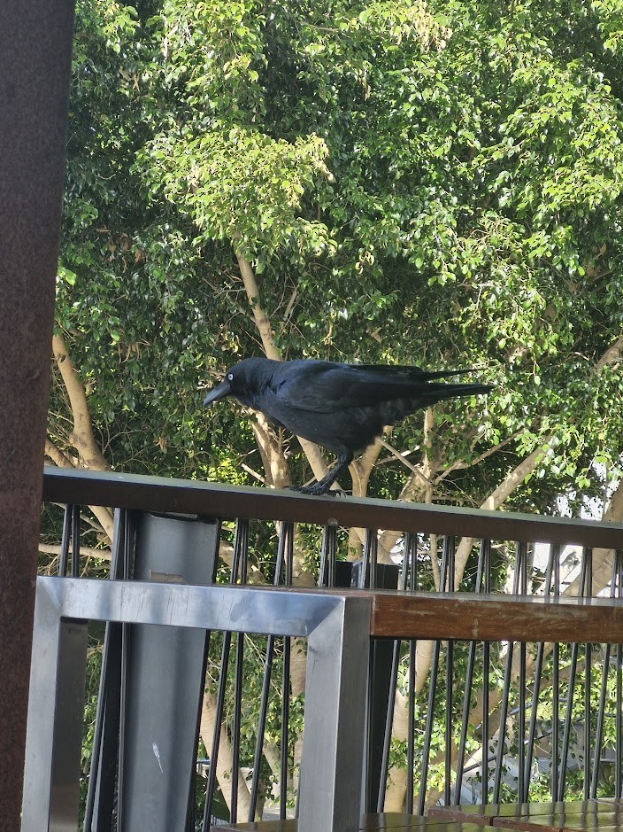 Torresian Crow - ML641480115