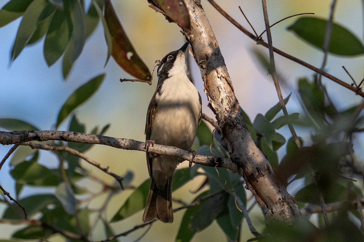 White-throated Honeyeater - ML641480163
