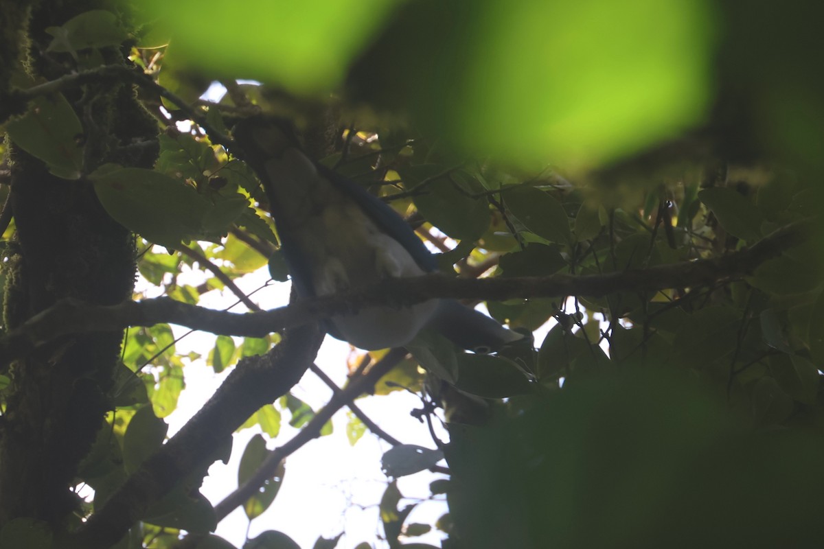 Spectacled Imperial-Pigeon - ML641480204