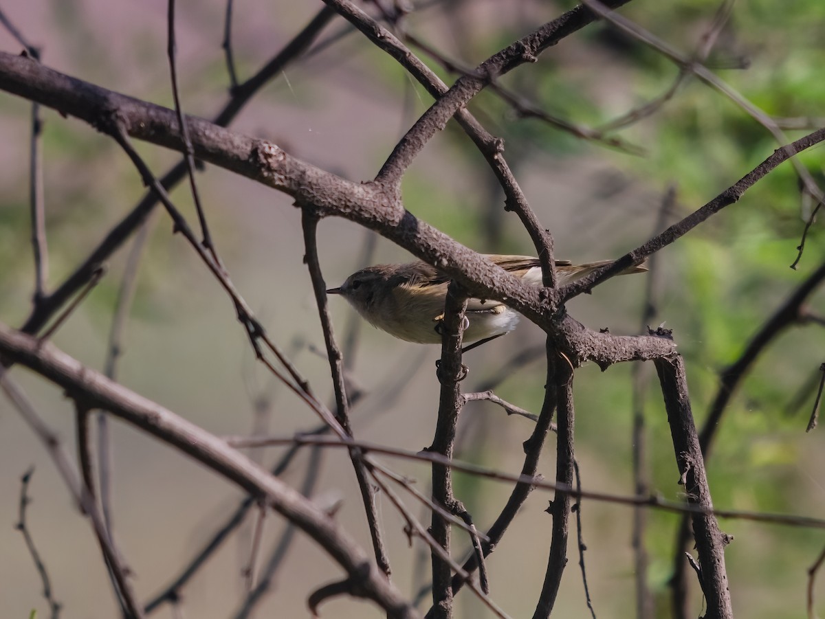 Sulphur-bellied Warbler - ML641480240