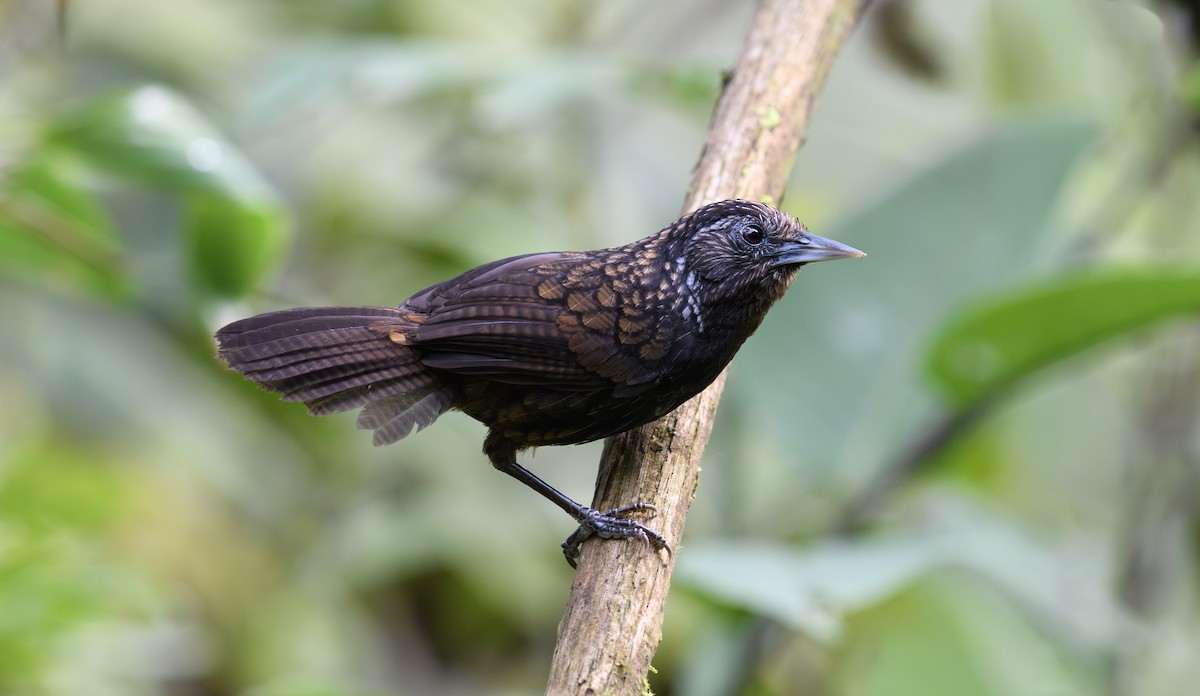 Sikkim Wedge-billed Babbler - ML641480243