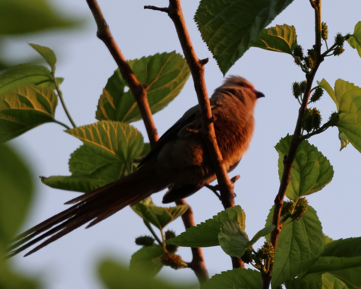 Red-faced Mousebird - ML641480255