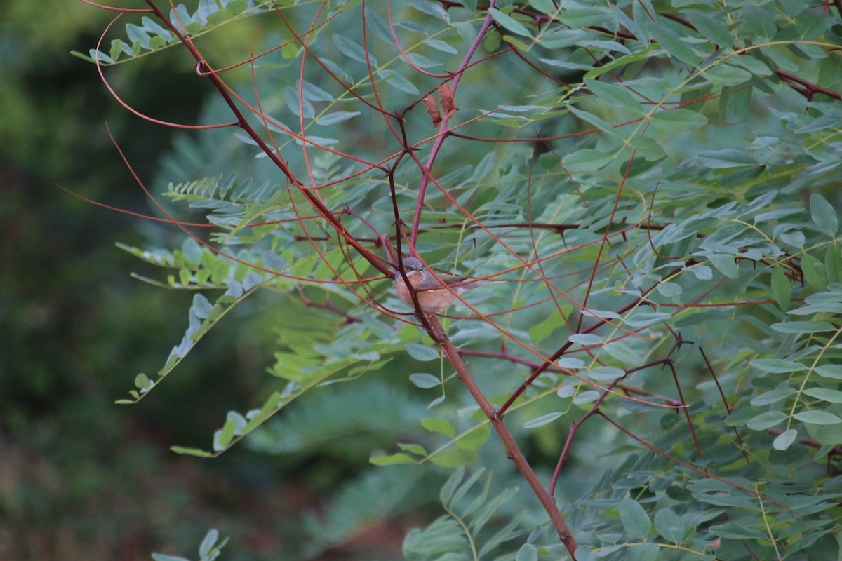 Western Subalpine Warbler - ML641480262