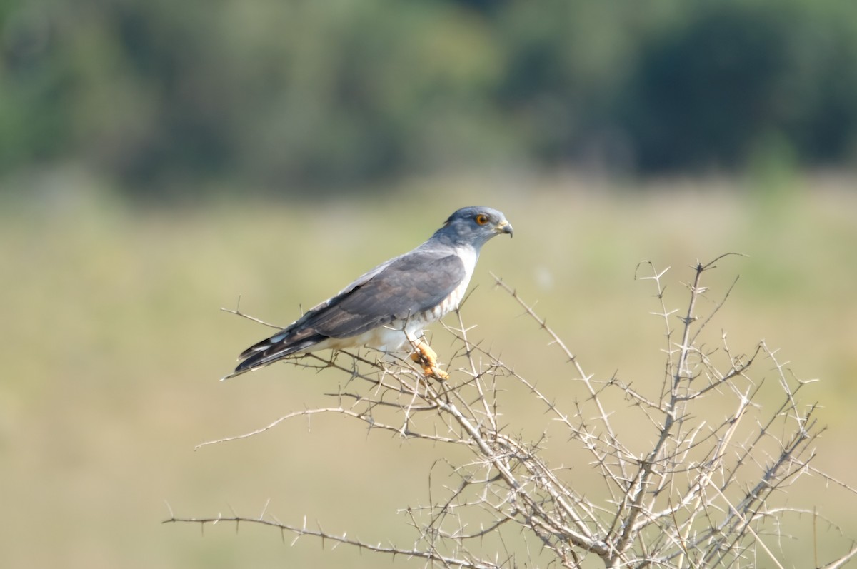 African Cuckoo-Hawk - ML641480269