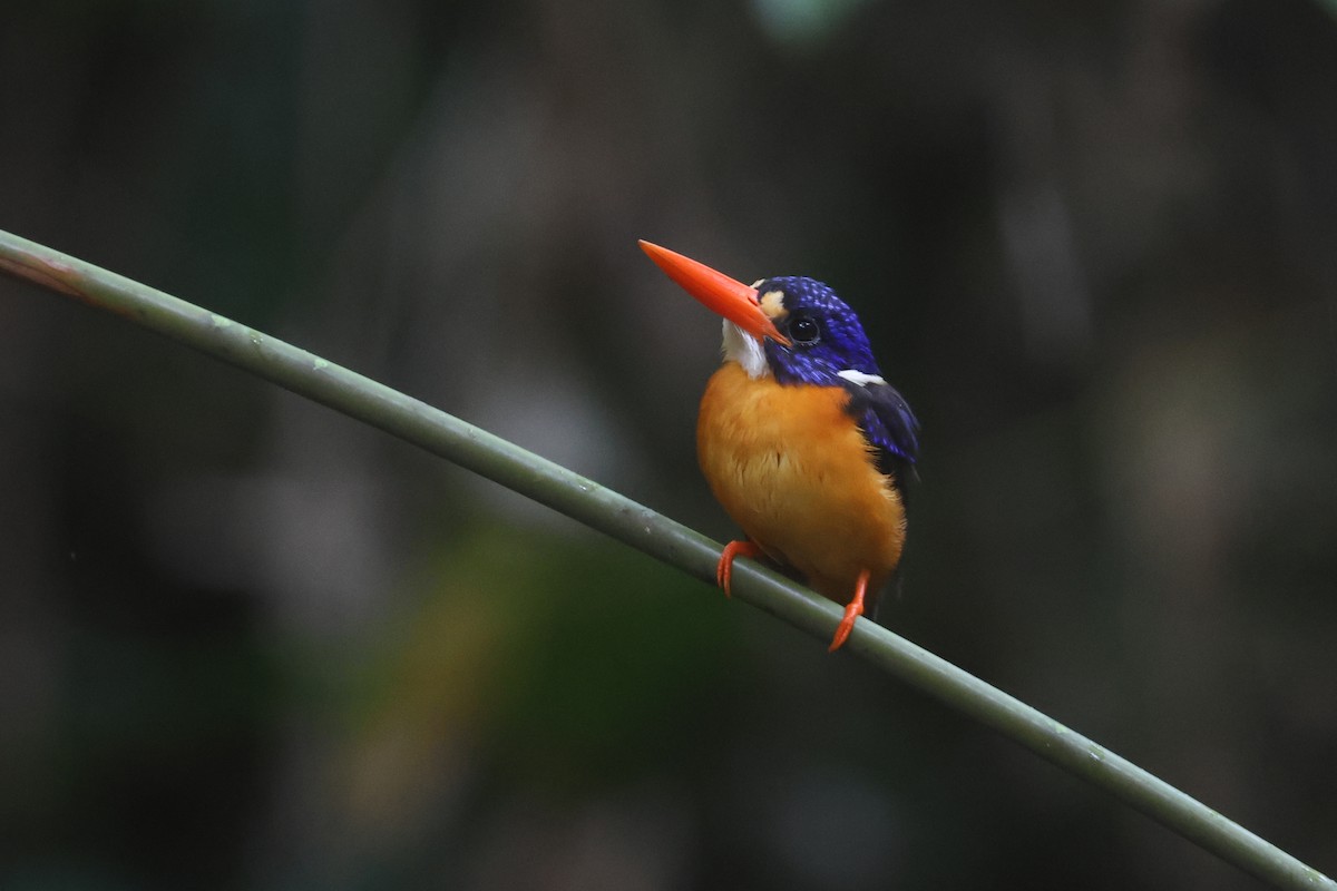 Martín pigmeo de las Molucas (uropygialis) - ML641480280
