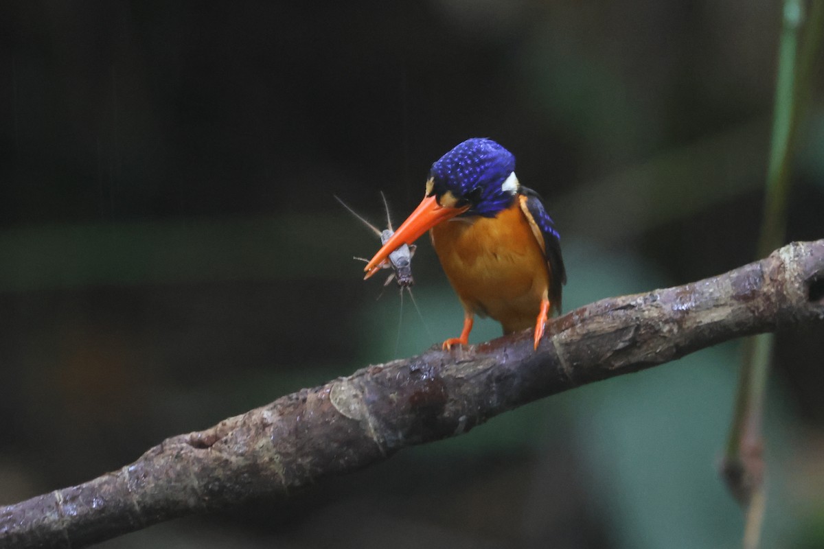 Martín pigmeo de las Molucas (uropygialis) - ML641480281