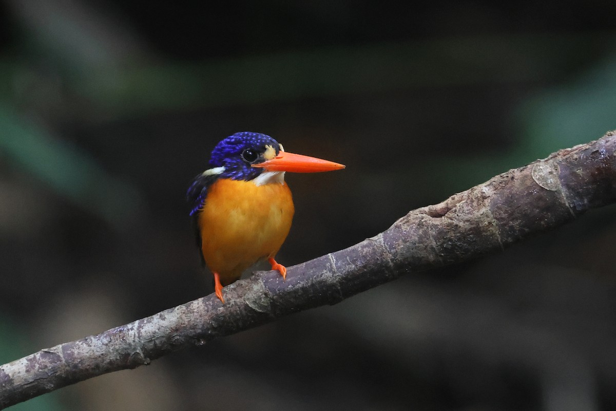 Martín pigmeo de las Molucas (uropygialis) - ML641480282