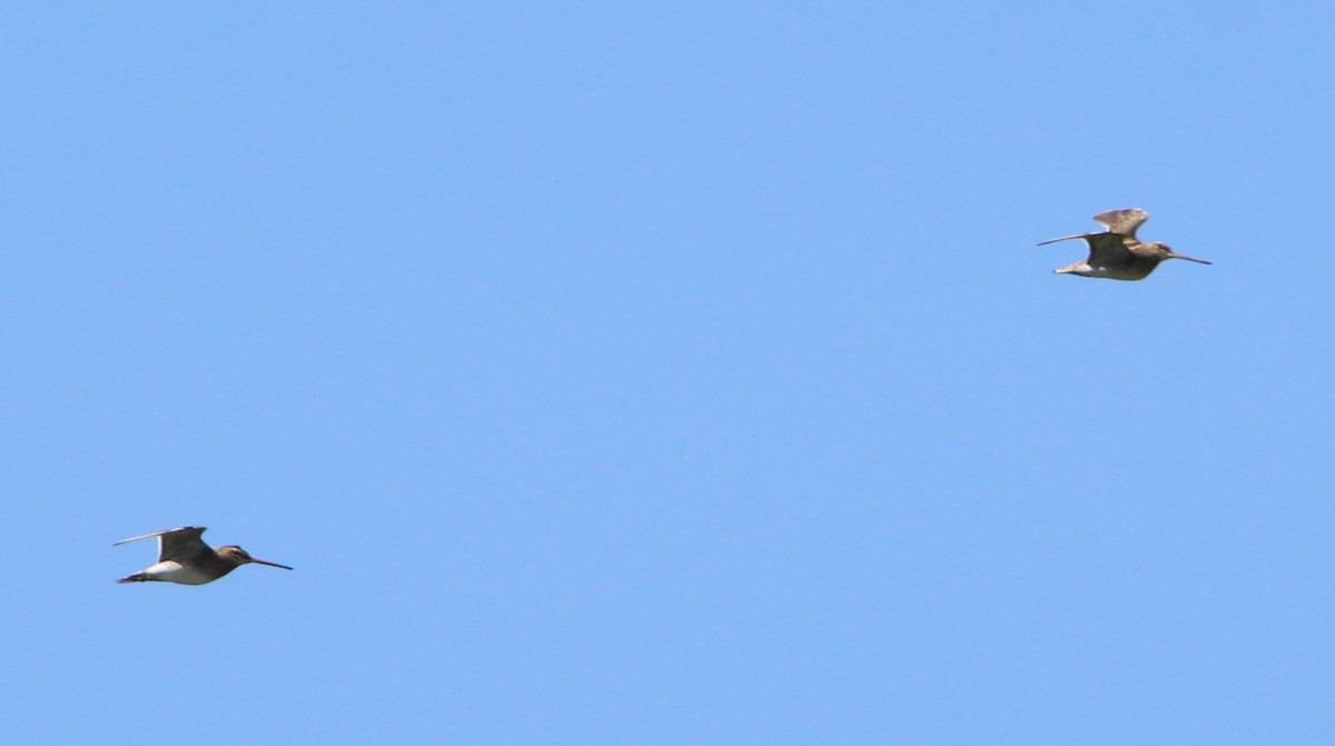 Шөвгөн хараалж - ML641480312