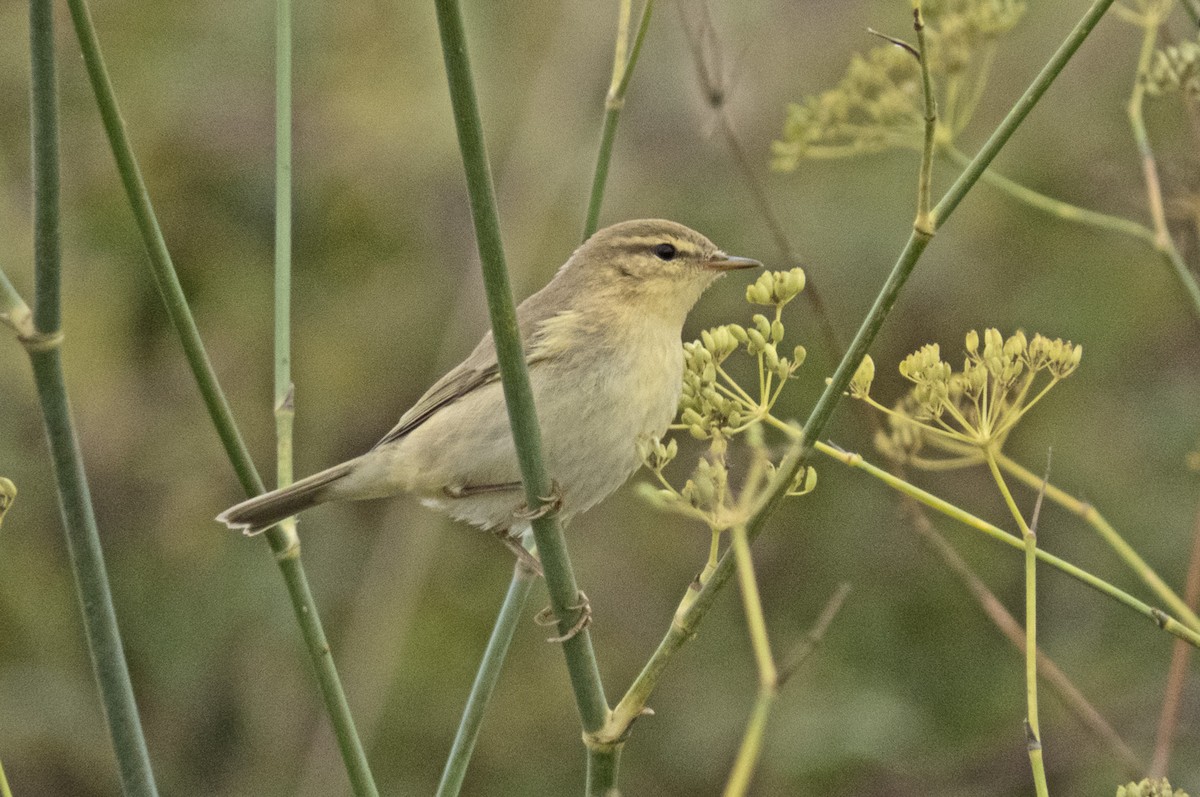 Willow Warbler - ML641480313