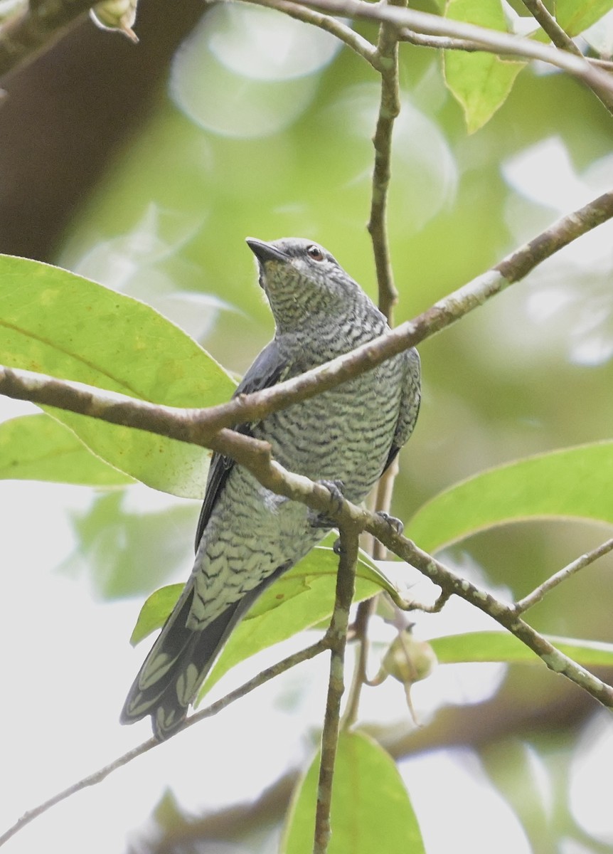 Lesser Cuckooshrike - ML641480320