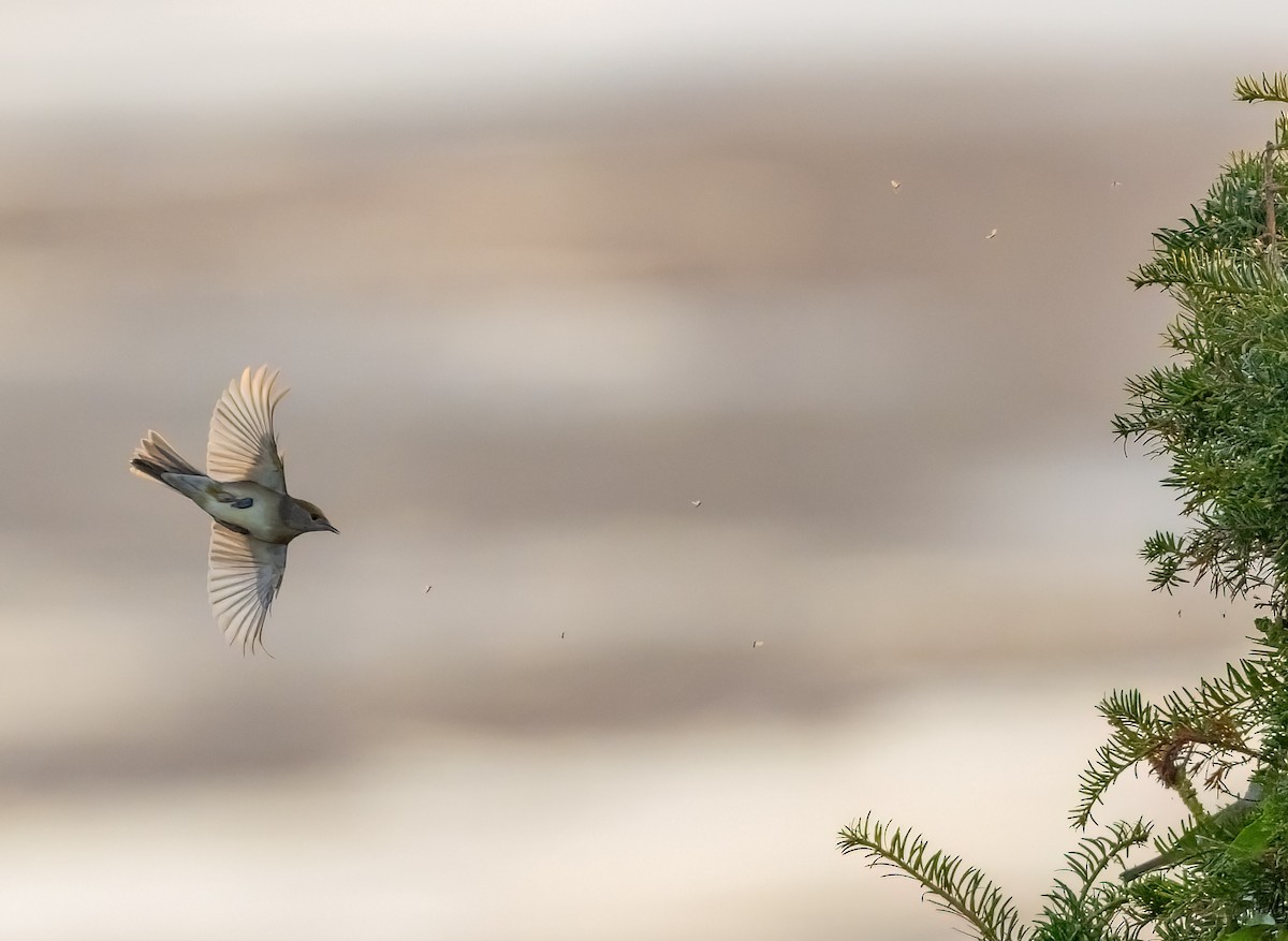 Eurasian Blackcap - ML641480321