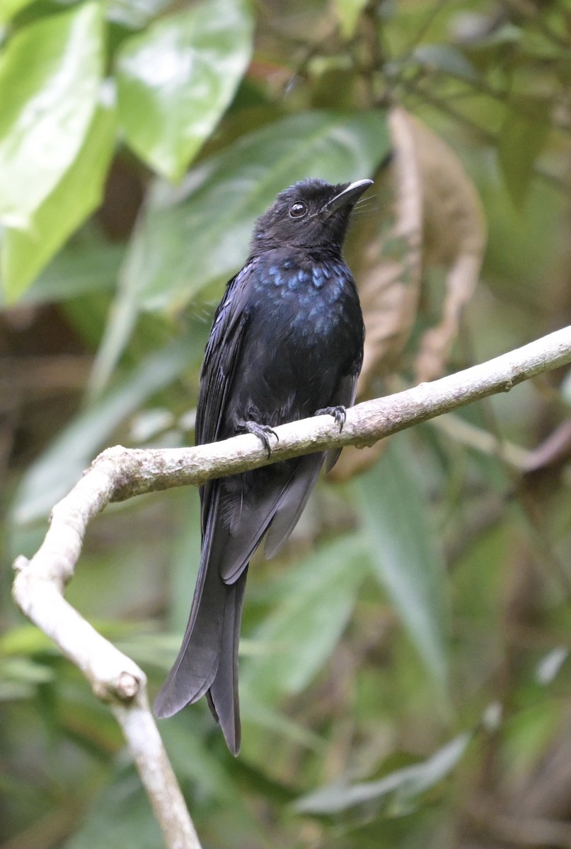 Bronzed Drongo - ML641480324