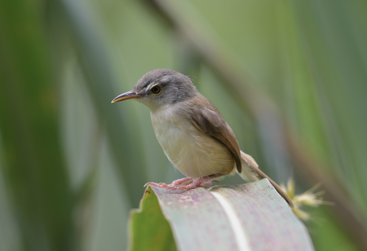 Rufescent Prinia - ML641480325