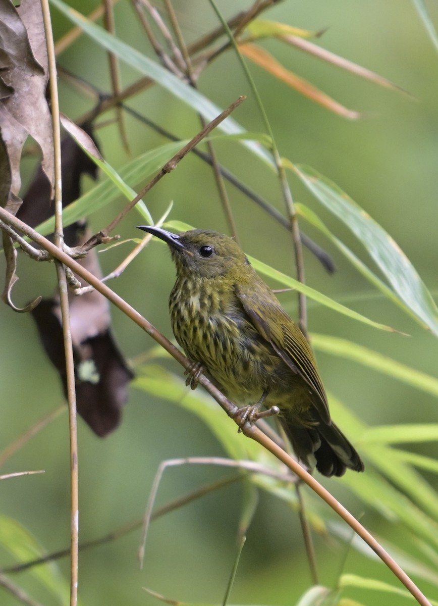 Purple-naped Spiderhunter - ML641480327