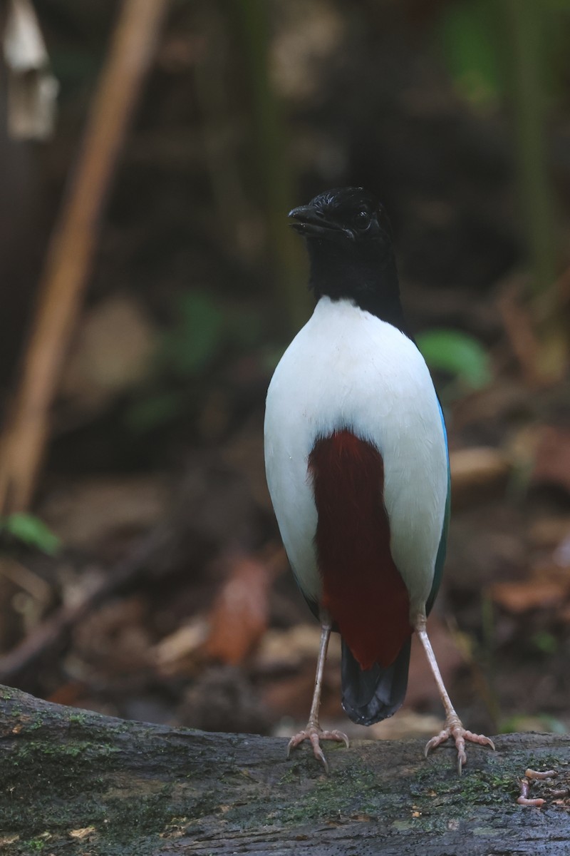 Ivory-breasted Pitta (Ivory-breasted) - ML641480338