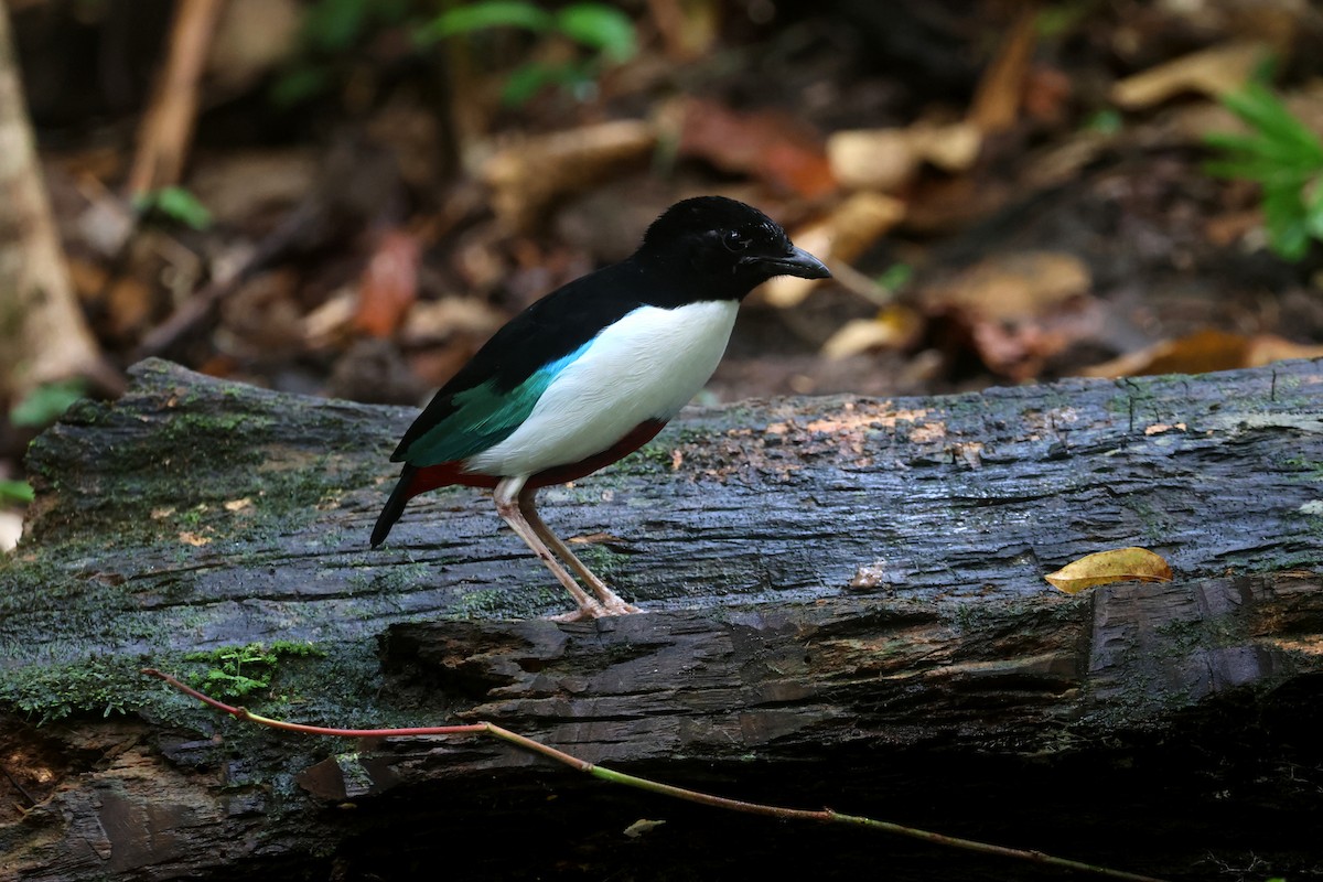 Ivory-breasted Pitta (Ivory-breasted) - ML641480339