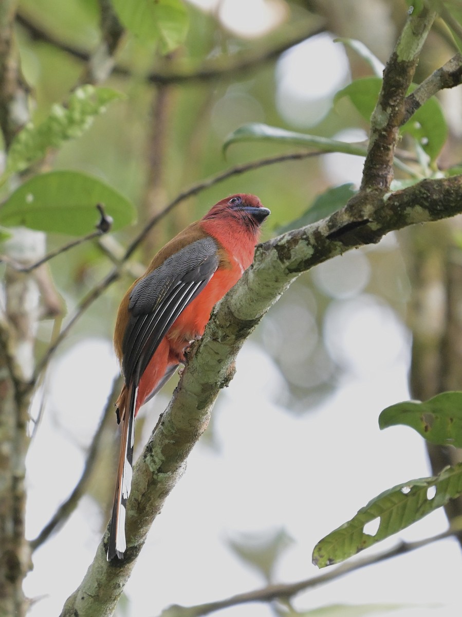 Red-headed Trogon - ML641480374