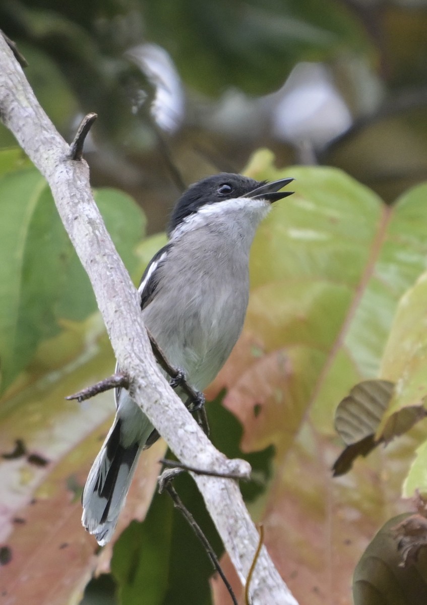 Bar-winged Flycatcher-shrike - ML641480381
