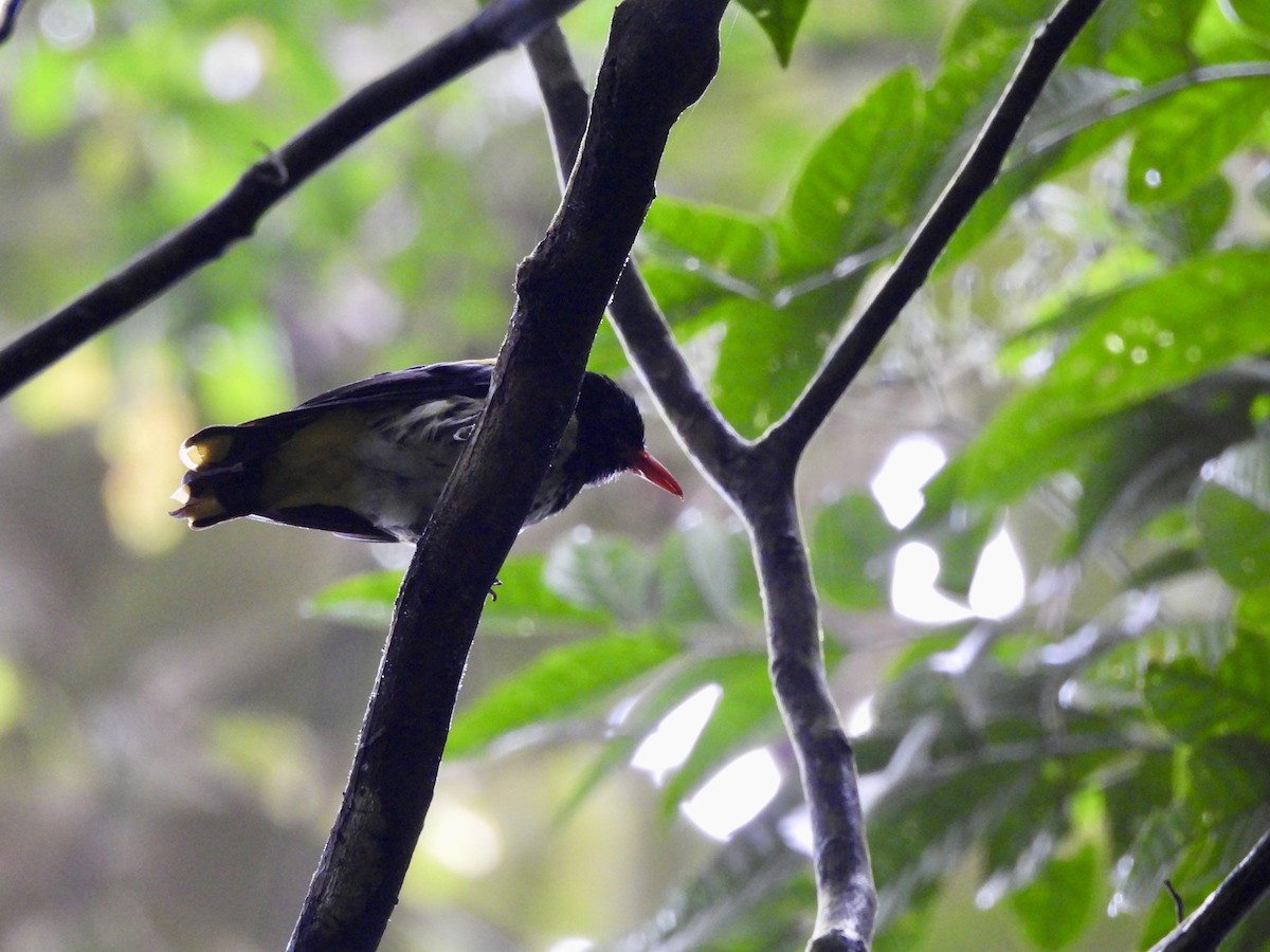 Dark-throated Oriole - ML641480384