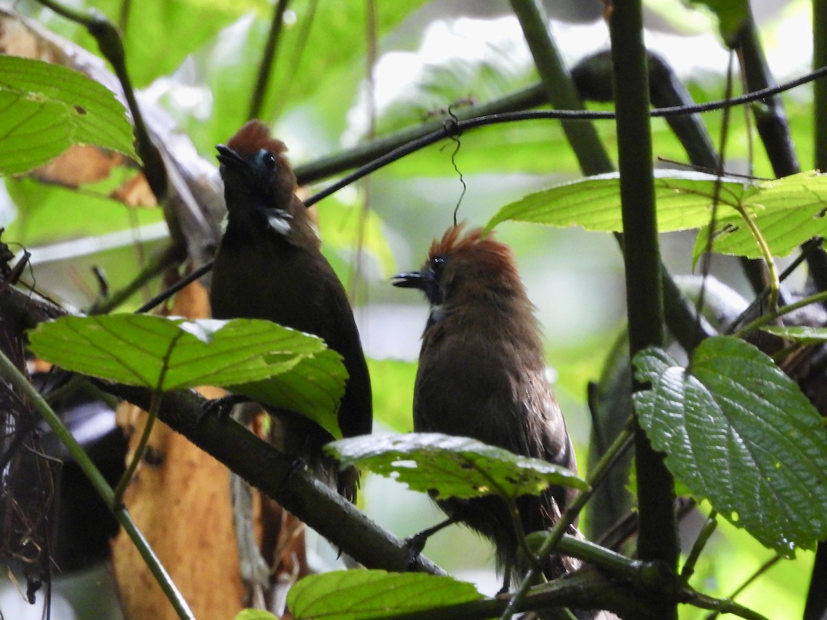 Fluffy-backed Tit-Babbler - ML641480403