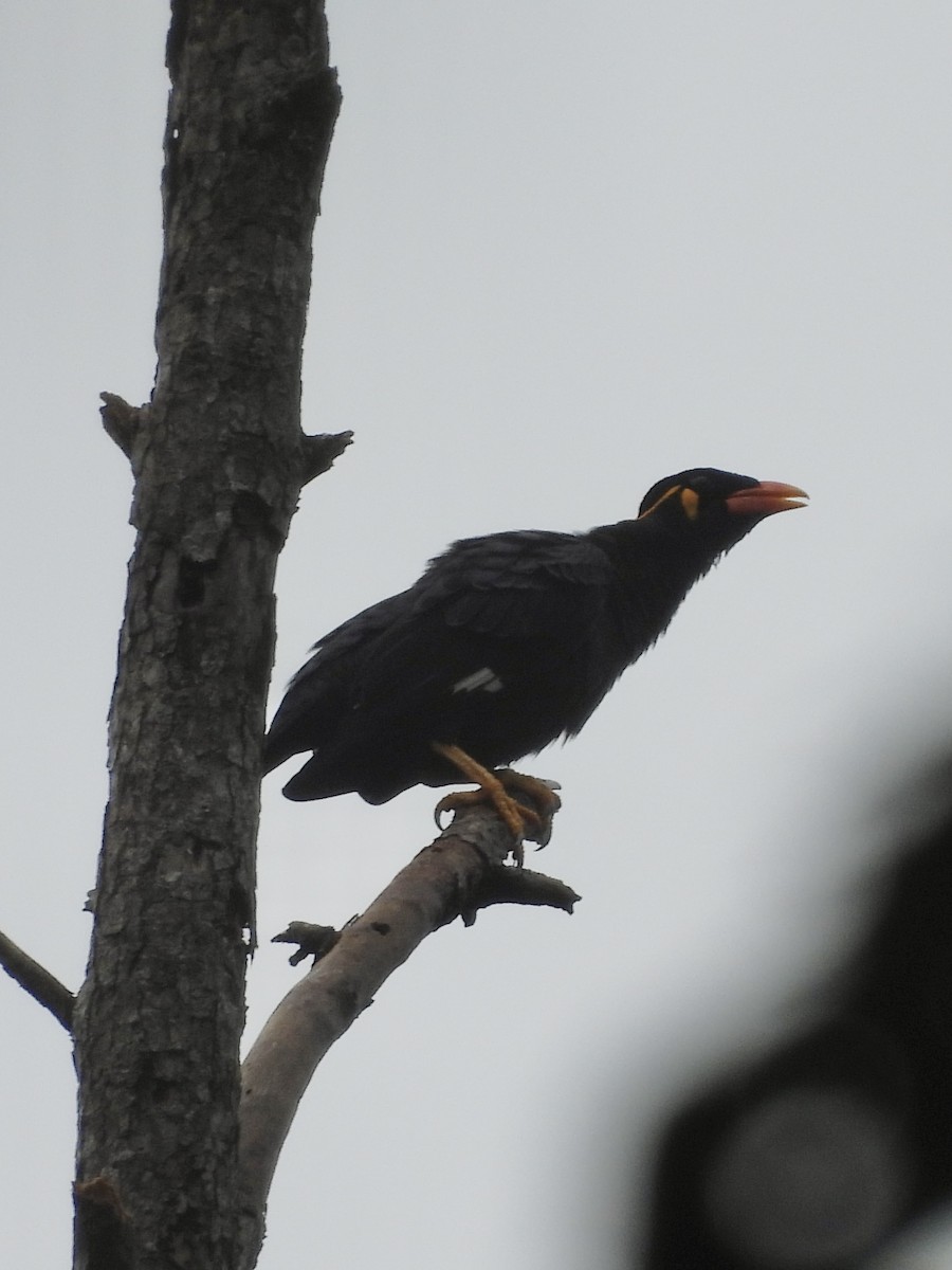Common Hill Myna - ML641480405