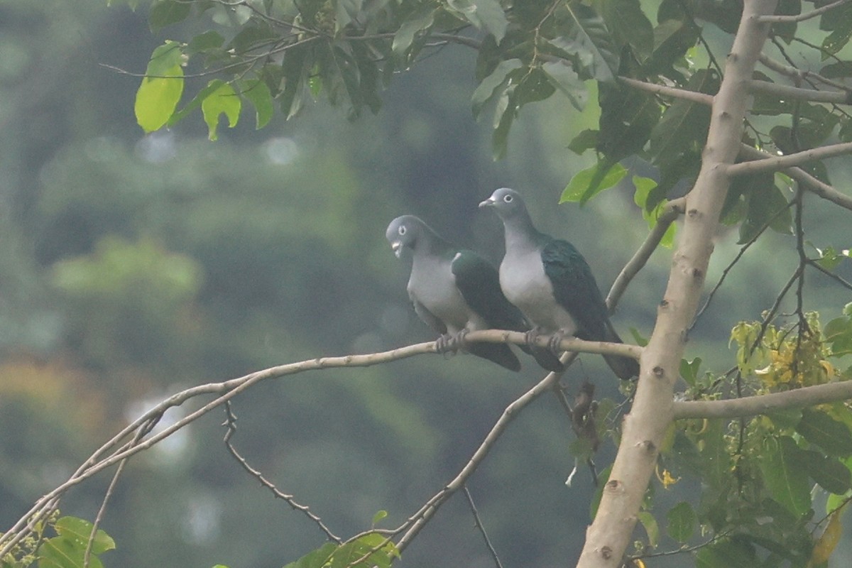 Spectacled Imperial-Pigeon - ML641480460