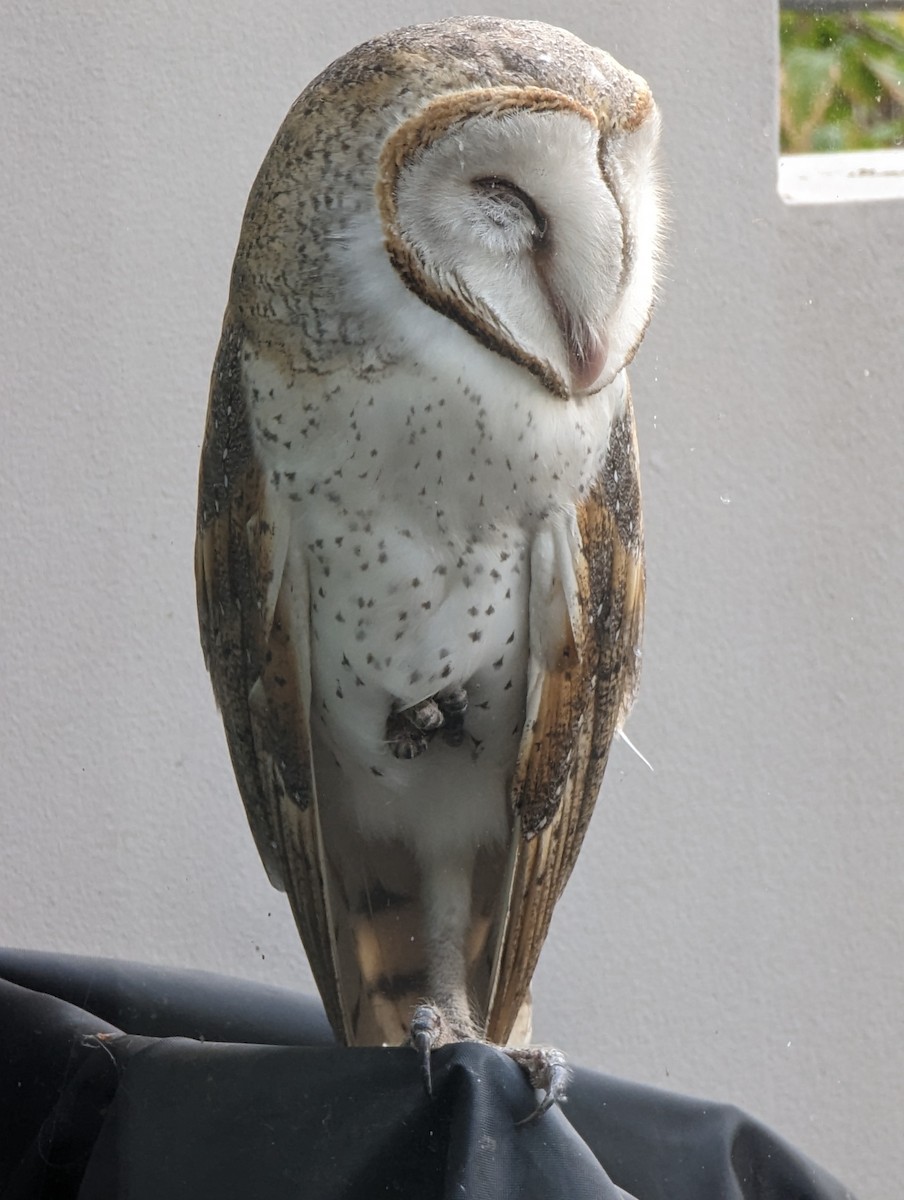 Eastern Barn Owl - ML641480501