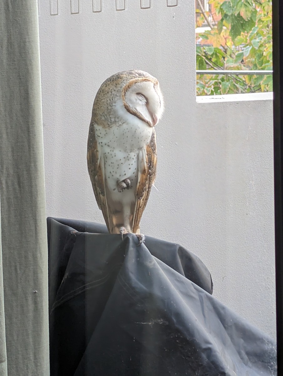Eastern Barn Owl - ML641480502