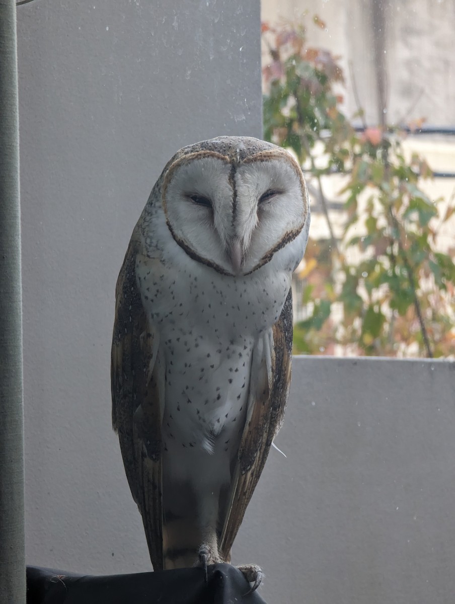 Eastern Barn Owl - ML641480503