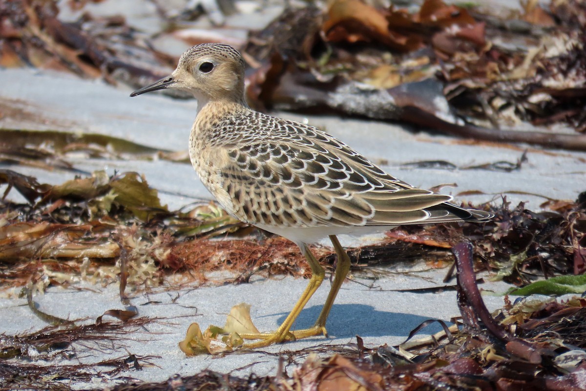 Buff-breasted Sandpiper - ML641480507