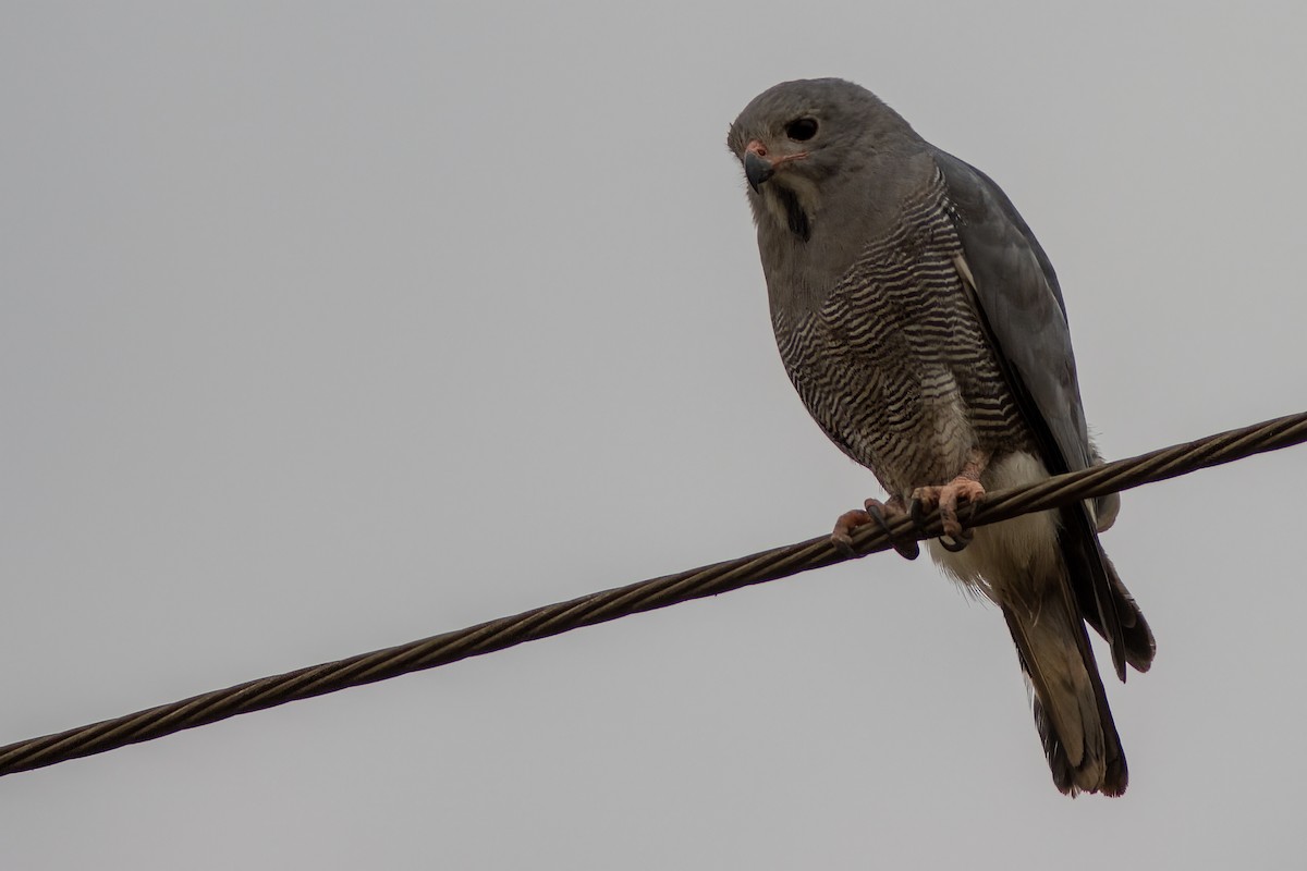 Lizard Buzzard - ML641480509