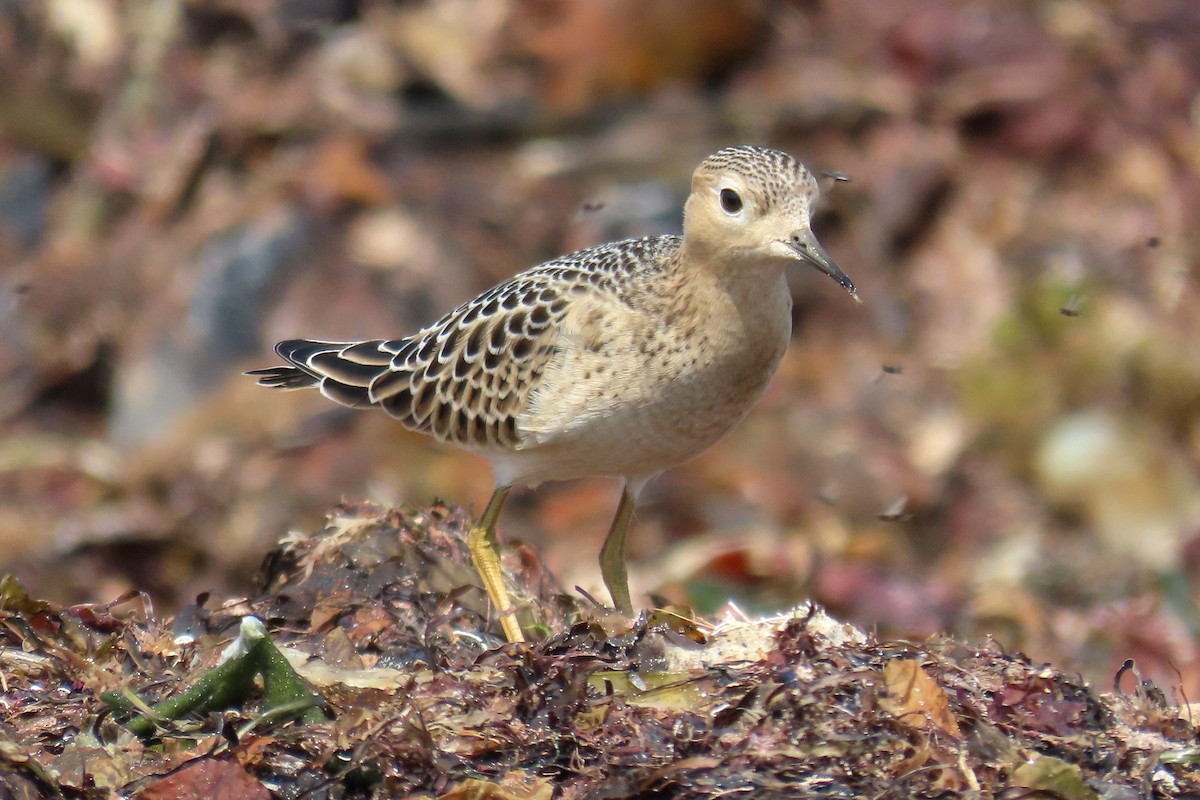Buff-breasted Sandpiper - ML641480513