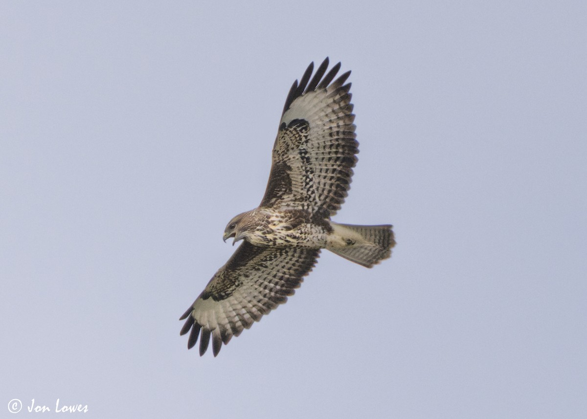 Buse variable (buteo) - ML641480521