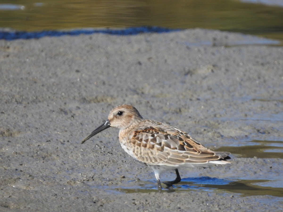 ハマシギ - ML641480541