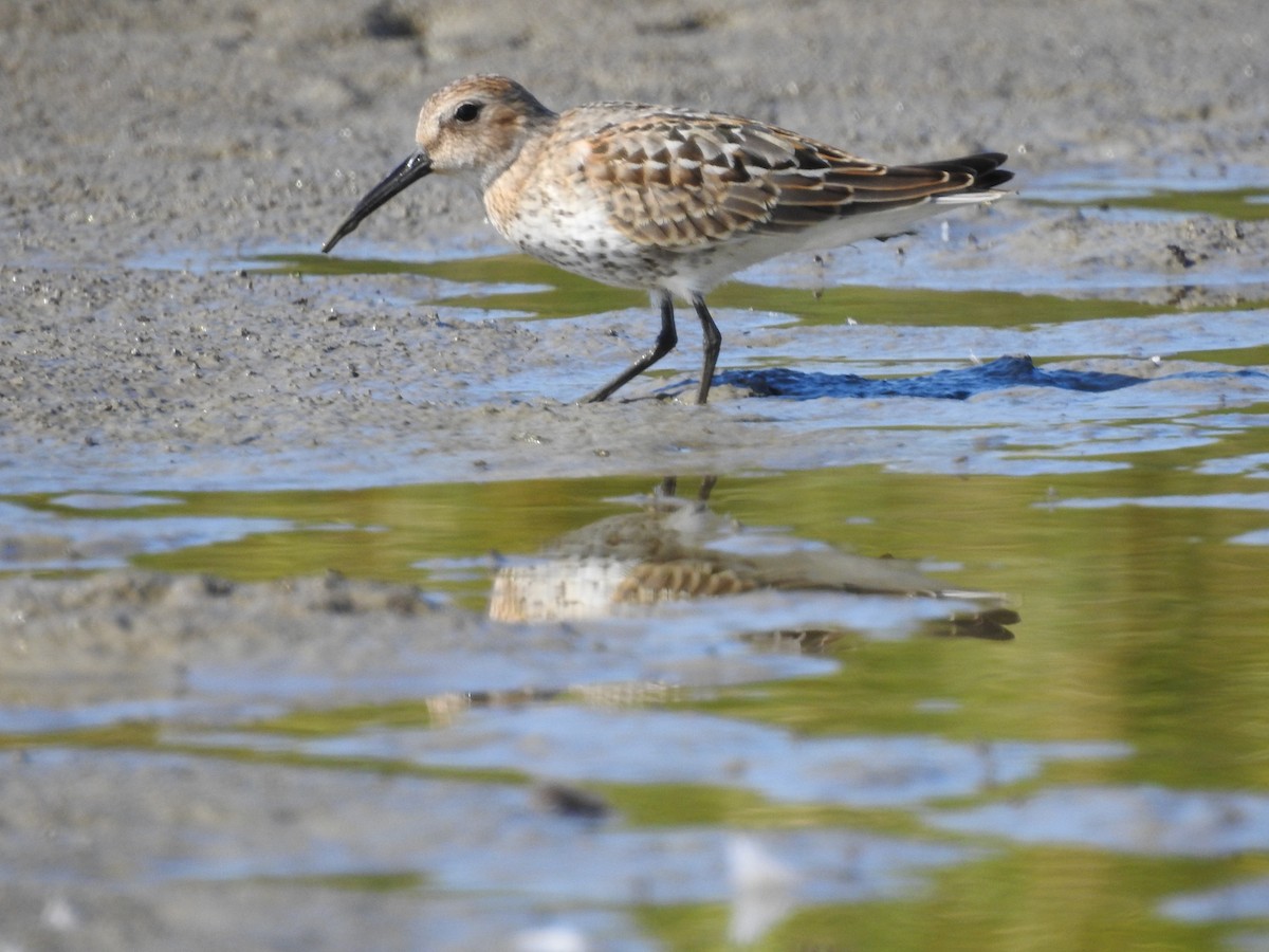 ハマシギ - ML641480542