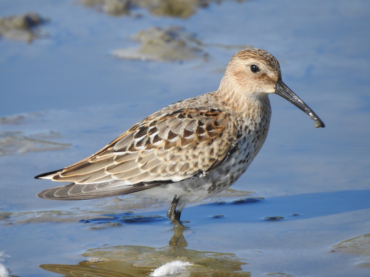 ハマシギ - ML641480543