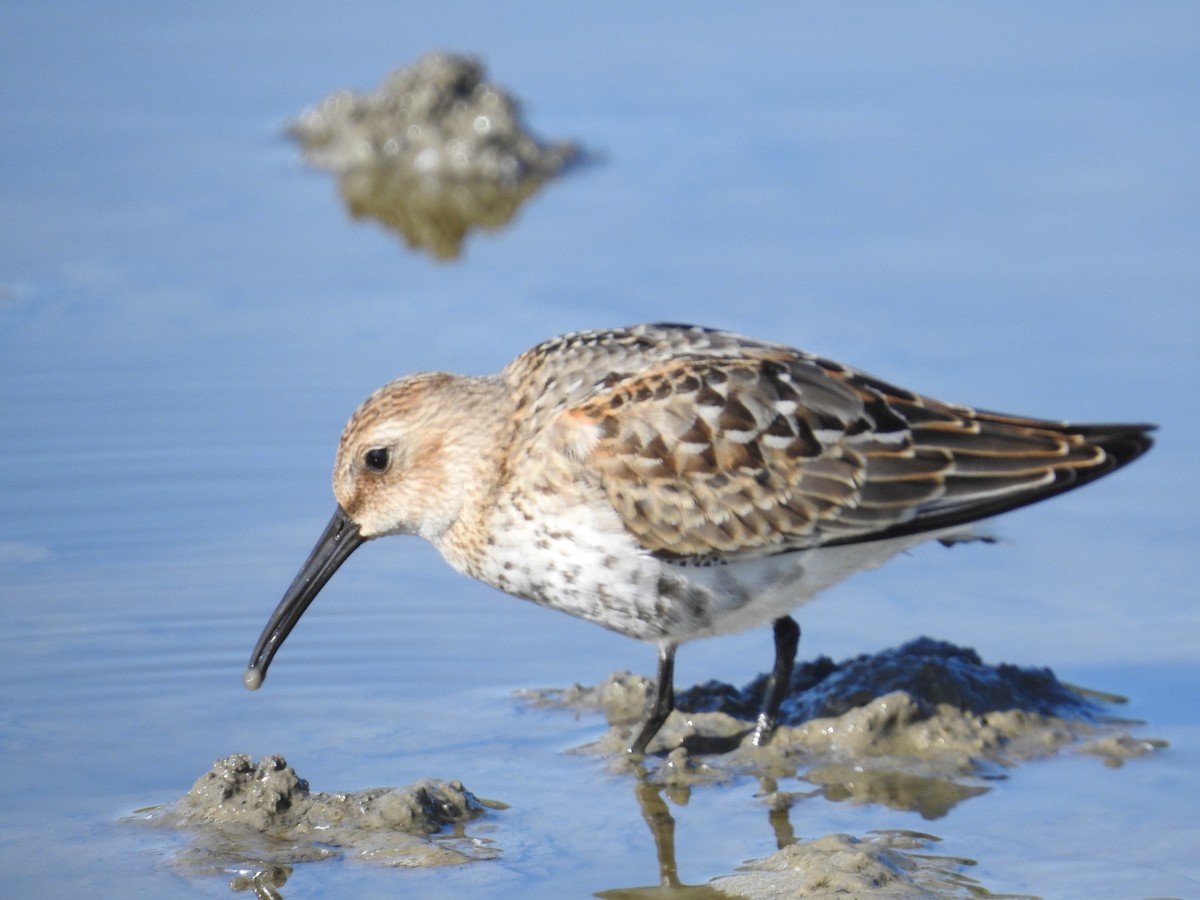 ハマシギ - ML641480544