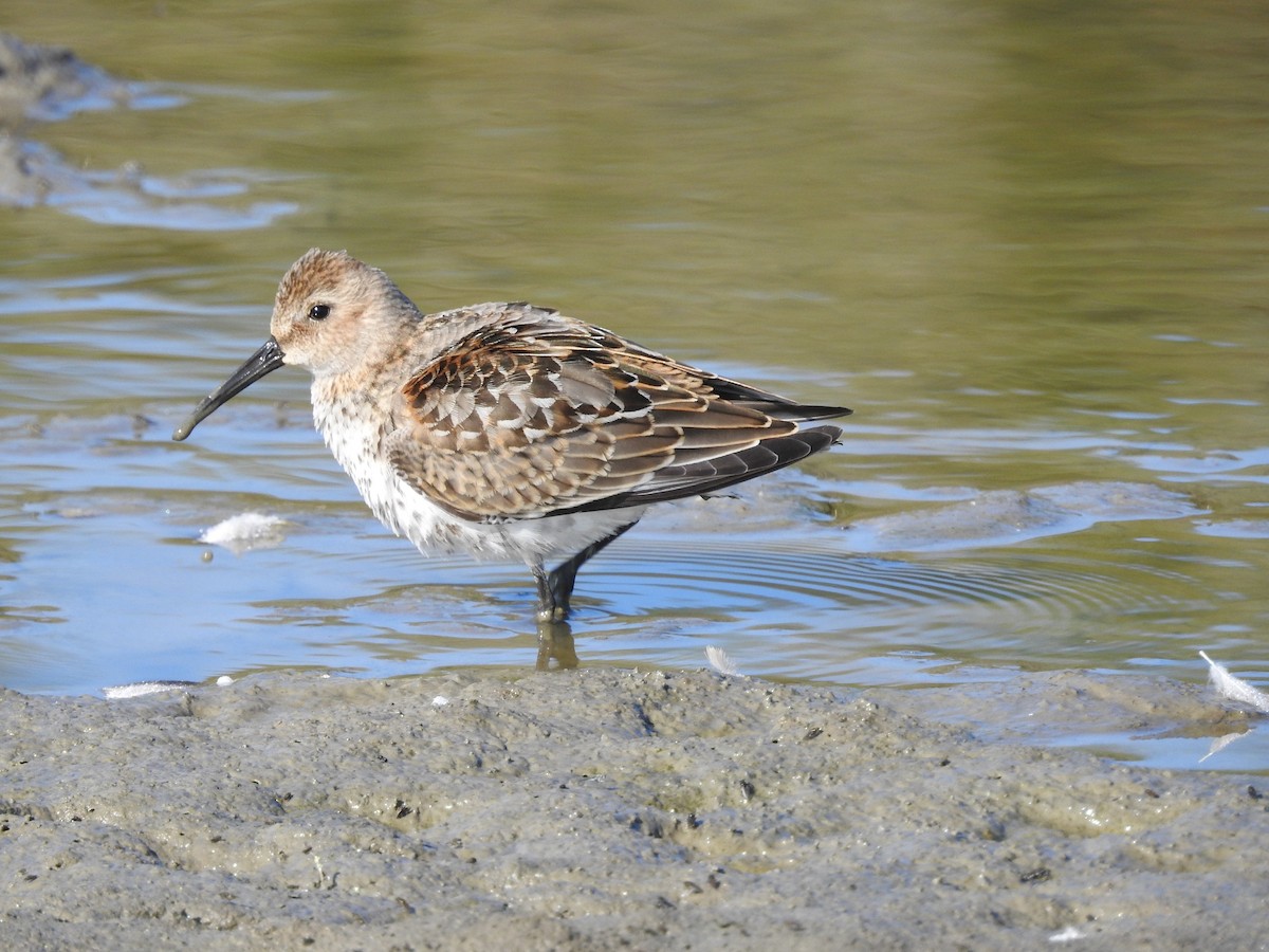 ハマシギ - ML641480545