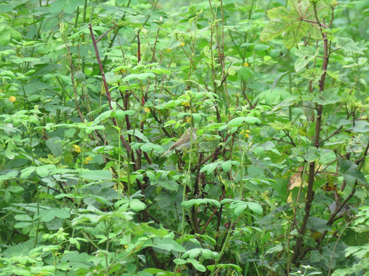 Booted Warbler - ML641480553