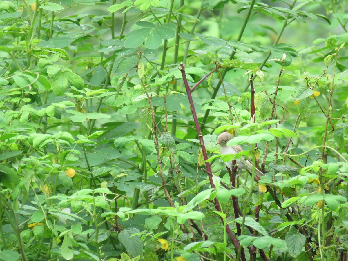 Booted Warbler - ML641480554