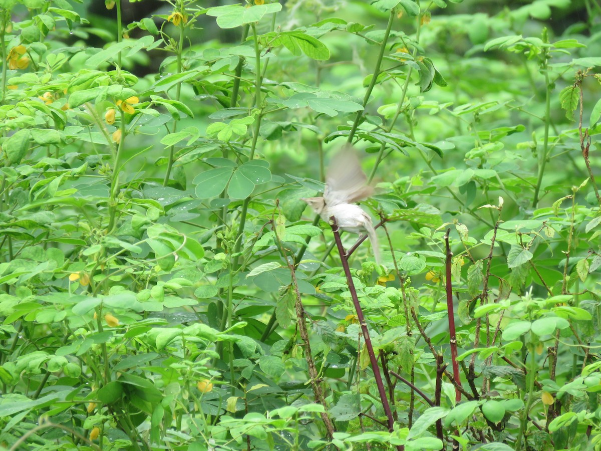 Booted Warbler - ML641480556