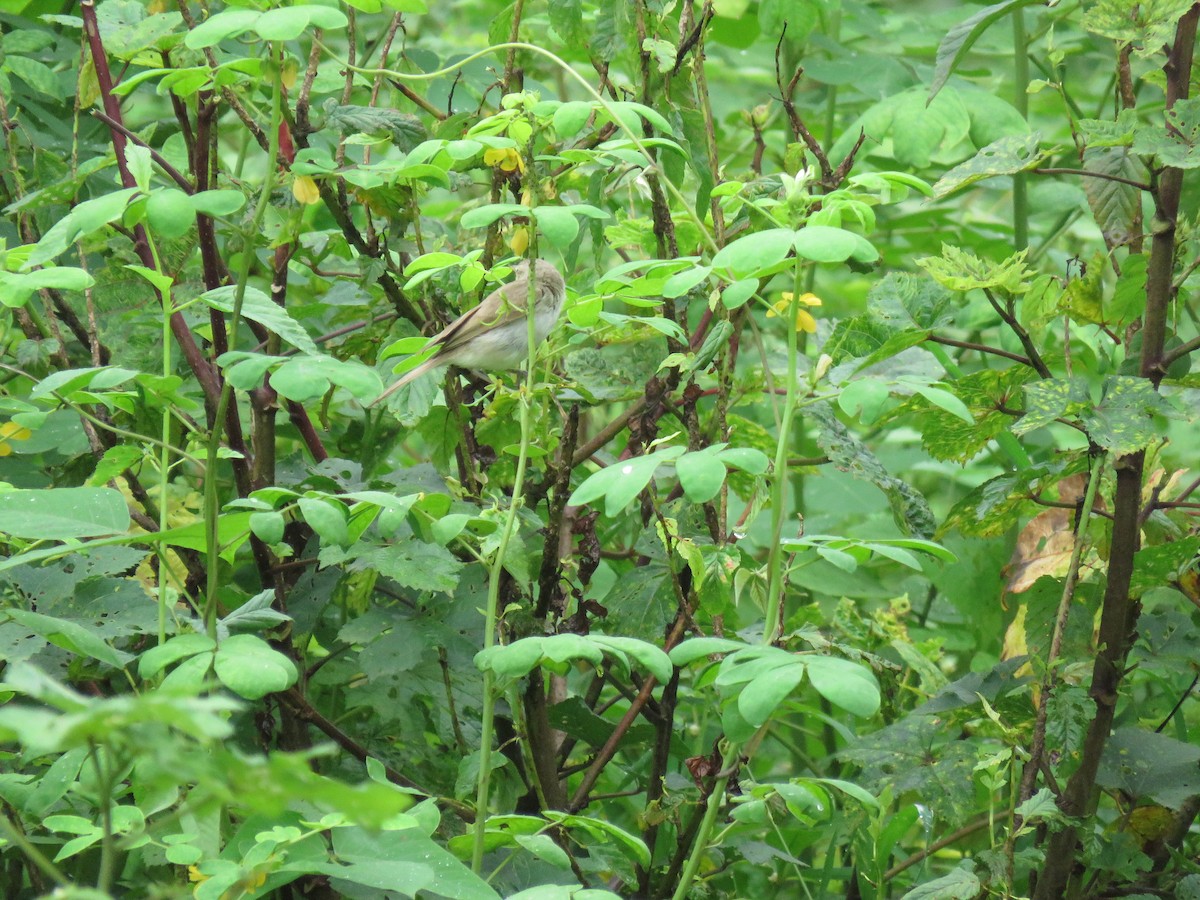 Booted Warbler - ML641480557