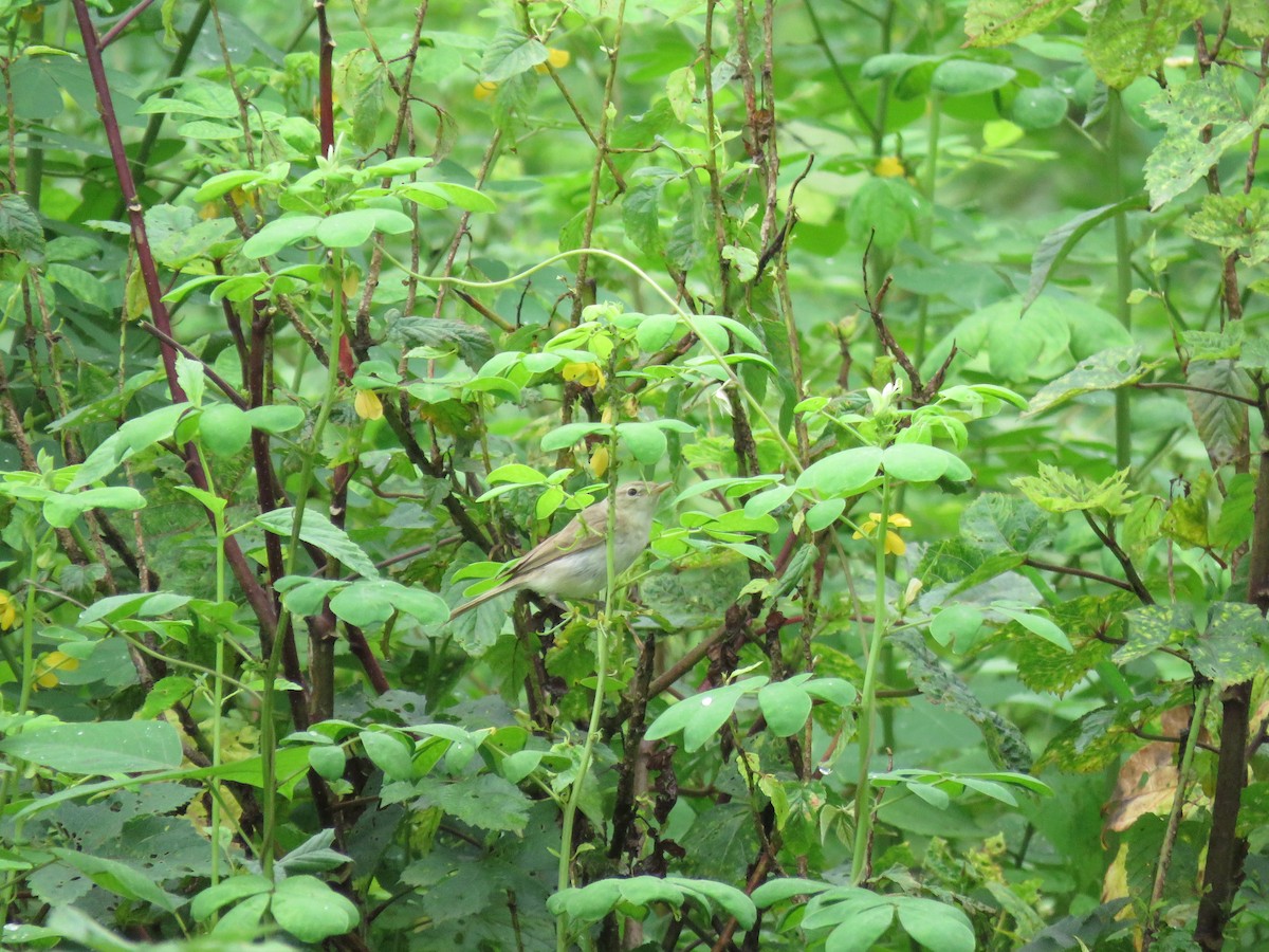 Booted Warbler - ML641480558